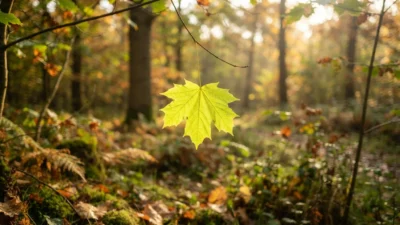 leaf symbolism